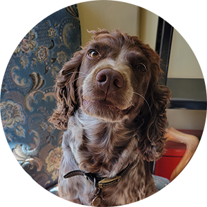 Tilly the Spaniel